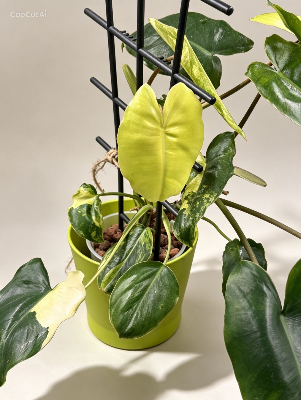 Piante & sementi: Philodendron Burle Marx Variegata – Nuovo (secondo la descrizione) da Eglisau venduto da Plantwithjoy 1