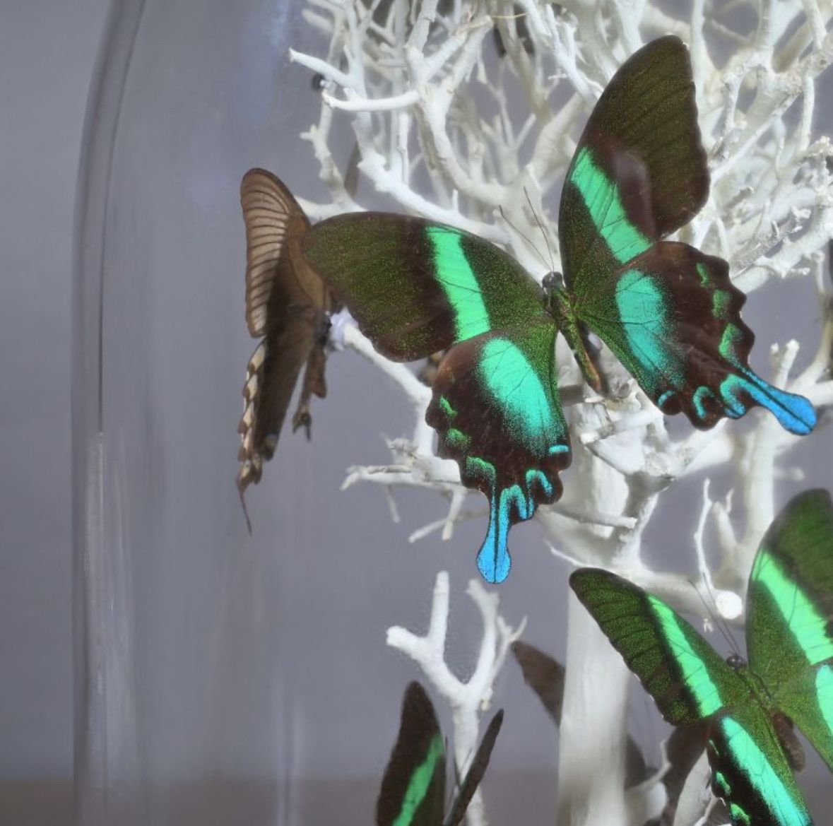 Il mondo degli animali: Papillons sous dôme – Nuovo e nell'imballaggio originale da Biel/Bienne venduto da Dragonpandora 3