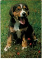 Junger Appenzellerhund, geschätzt 1975