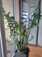 Glücksfeder Zamioculcas Zamiifolia
