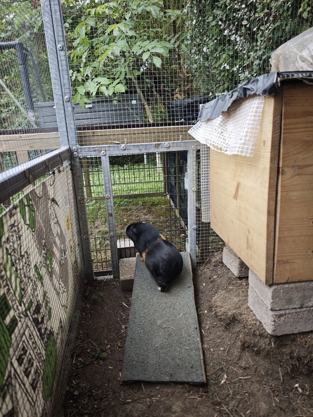 Gabbie, trasporto & Sicurezza: Tiergehege aussen – Usato da Wil SG venduto da Vatoloco10 5