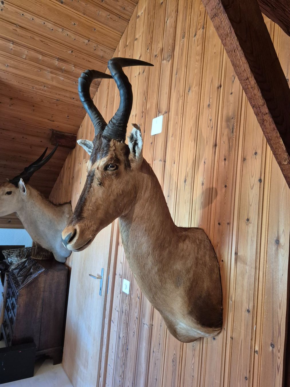 Il mondo degli animali: Trophée de chasse bubale roux / Kuhantilope Jagdtrophäe – Usato da Treyvaux venduto da Kbh2000