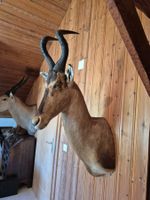 Trophée de chasse bubale roux / Kuhantilope Jagdtrophäe
