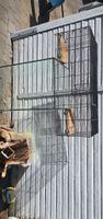 Nagerkäfig schwarz mit Holzplattformen gebraucht