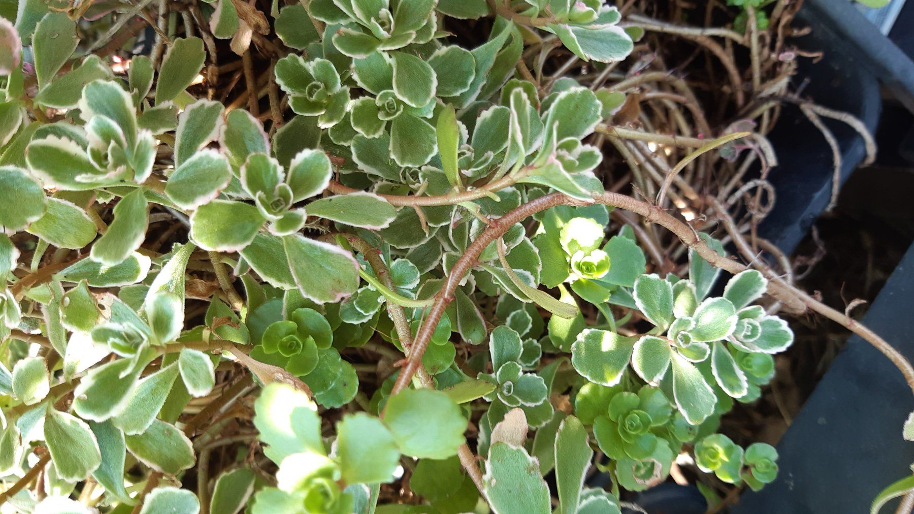 Plantes & graines: mini sedum Bodendecker-1 töpfchen mit 5 Ableger – Neuf (Voir description) à Ibach par chaemilochhobbygarte 2