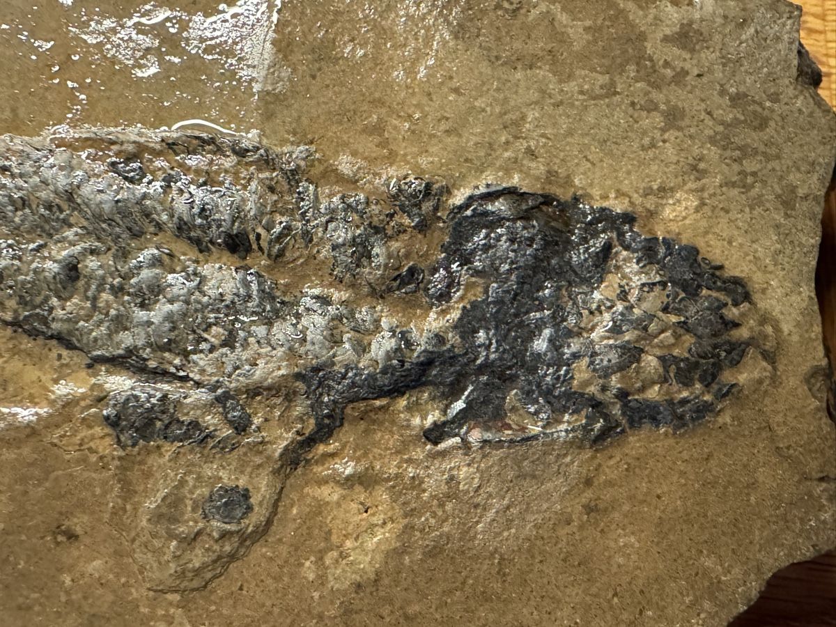 Fossiles: Fischfossil – D'occasion à Huttwil par Nedja0 2