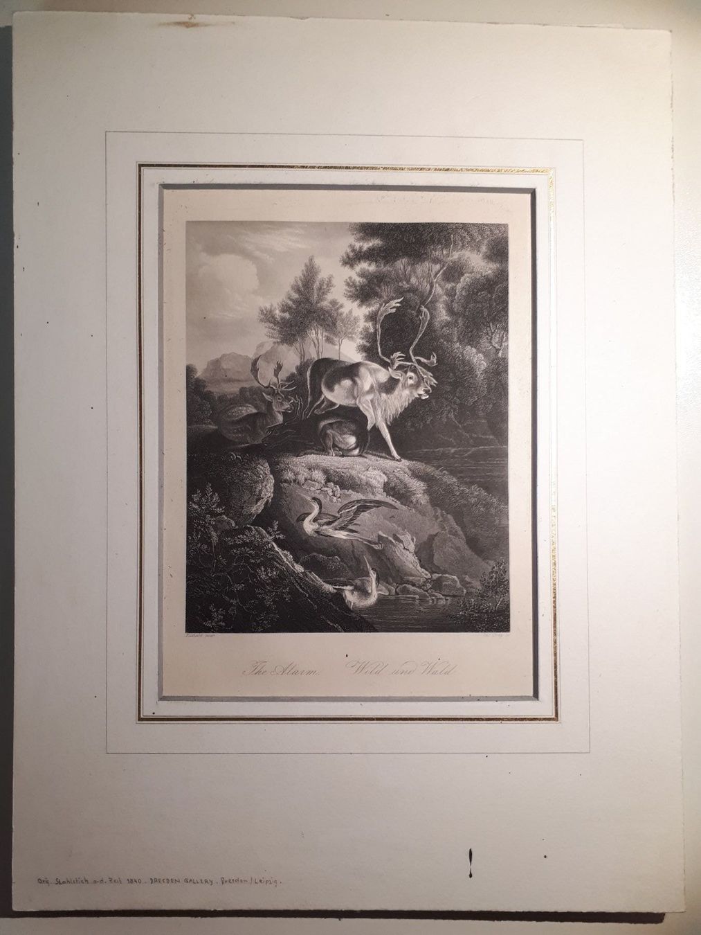 Gravures: Wild und Wald – D'occasion à Dietikon par Buchantiqdietikon