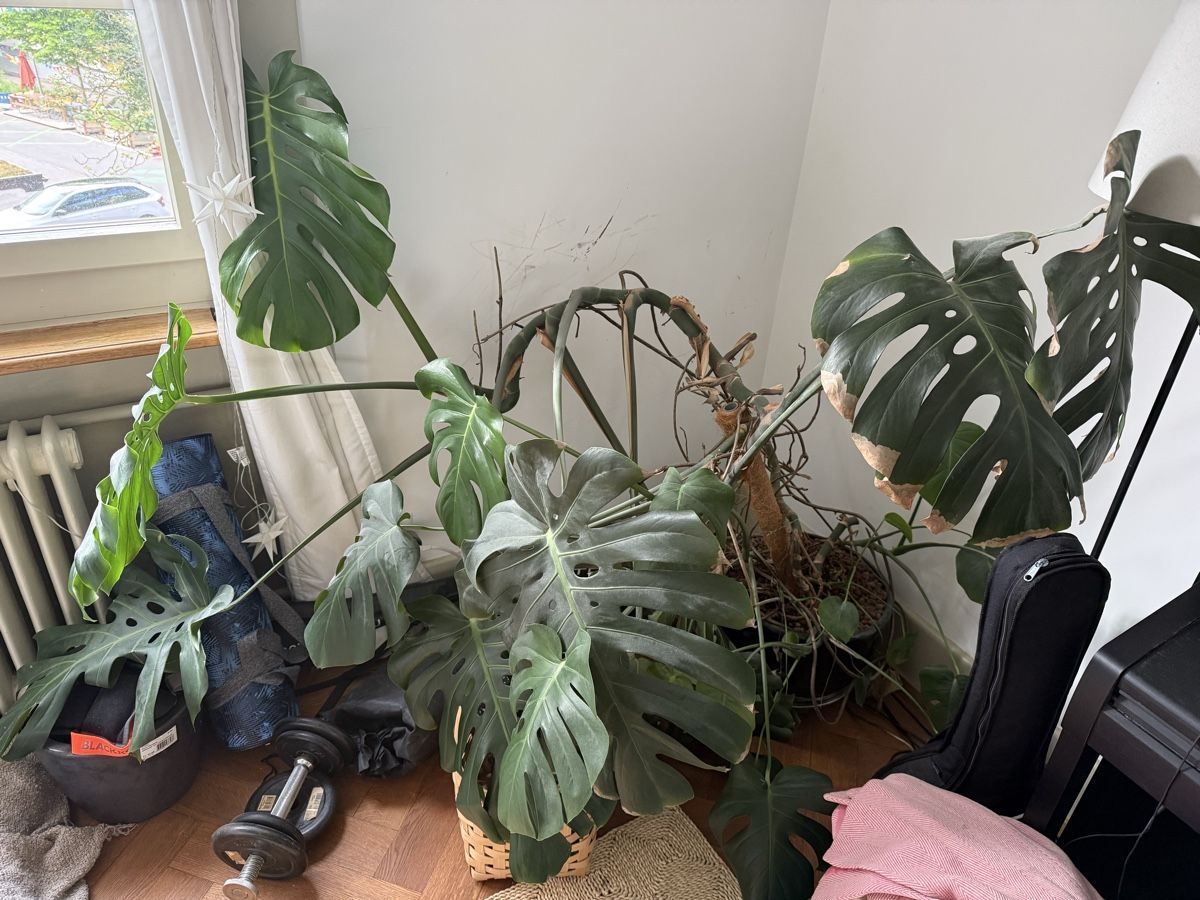 Piante & sementi: Große Monstera inklusive Topf – Usato da Bern venduto da nor_n8xt