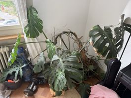 Große Monstera inklusive Topf