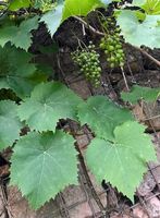 Ich suche Weinblätter zum selbst Pflücken