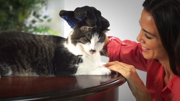 Prodotti per la cura & articoli per la pulizia: Katzen Katze Hunde Tierhaar Handschuh – Nuovo e nell'imballaggio originale da Visp venduto da zbotschi 1