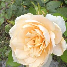 Profile image of spa_zf6t