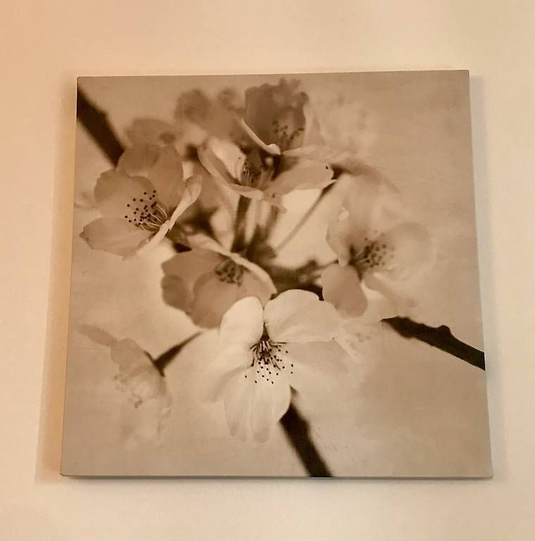 Foto & Immagini: Bilder Kirschblüten – Usato da Luterbach venduto da roxy_world 3