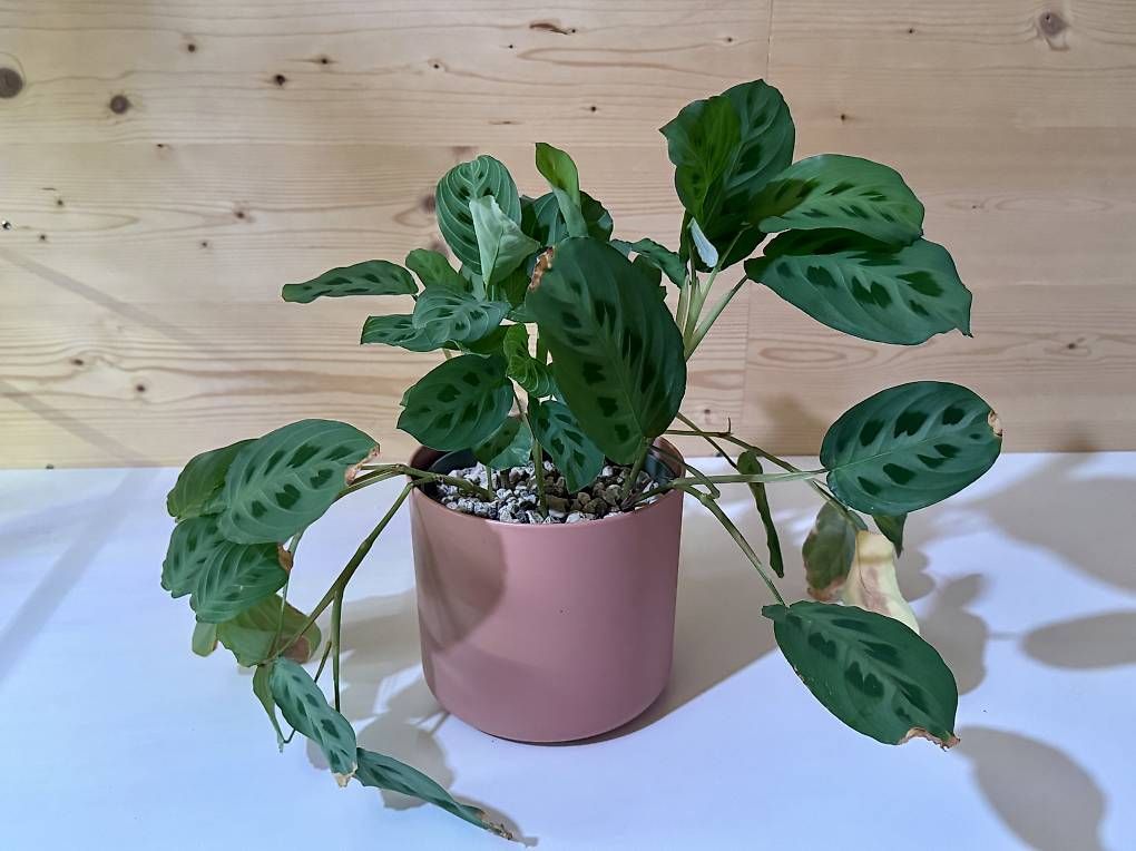 Pflanzen & Samen: Pflanze Maranta Light Veins – Gebraucht aus Sevelen von AS.Plants