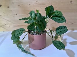 Pflanze Maranta Light Veins
