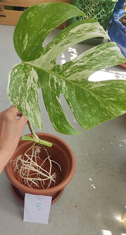 Piante & sementi: Monstera Deliciosa Albo Variegata – Nuovo (secondo la descrizione) da Ebnat-Kappel venduto da Zearara 1