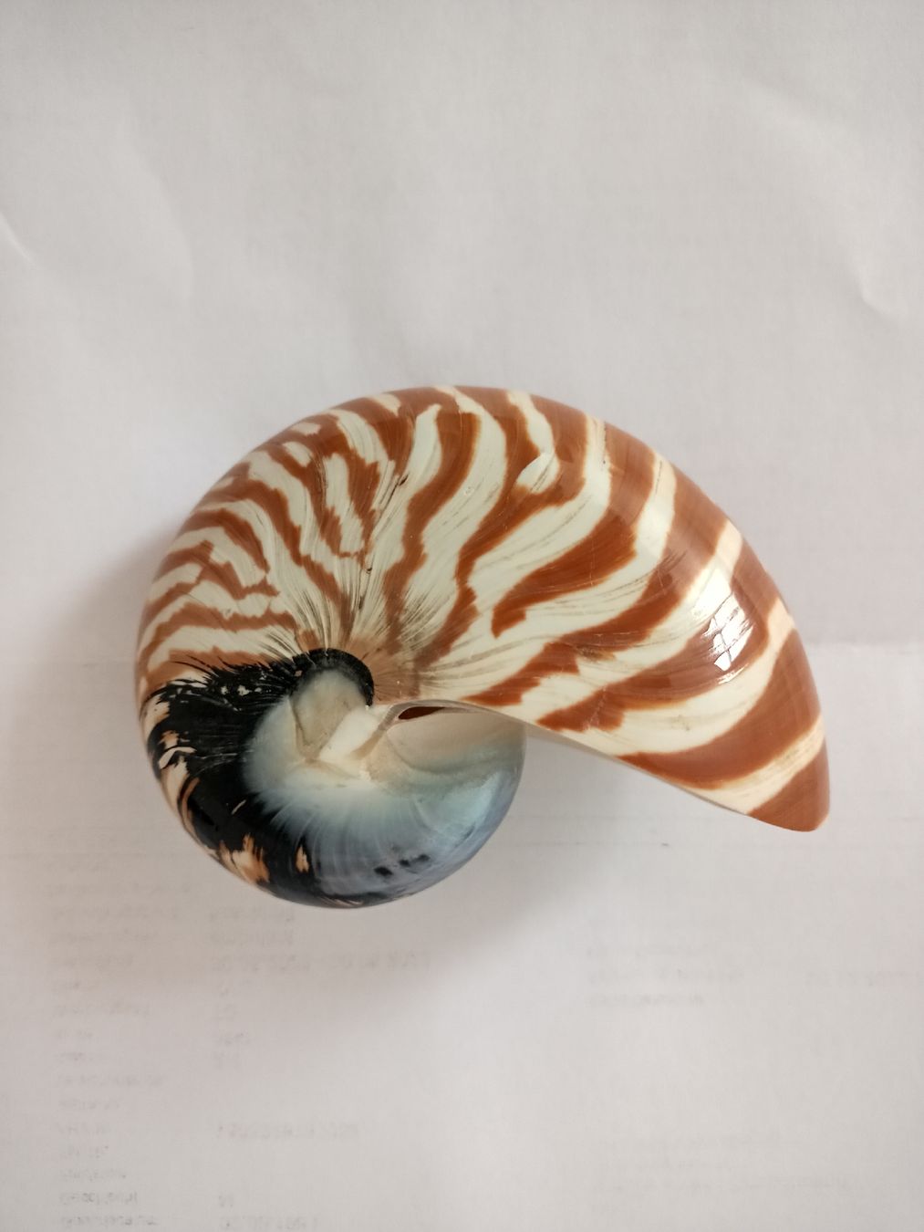 Fossili: Nautilus Muschel – Usato da Zürich venduto da Mephisto87 1