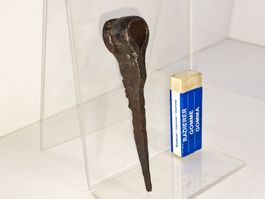 1 schöner antiker Riegel Kloben, Schmiedeisen (LOT909#TBS1)