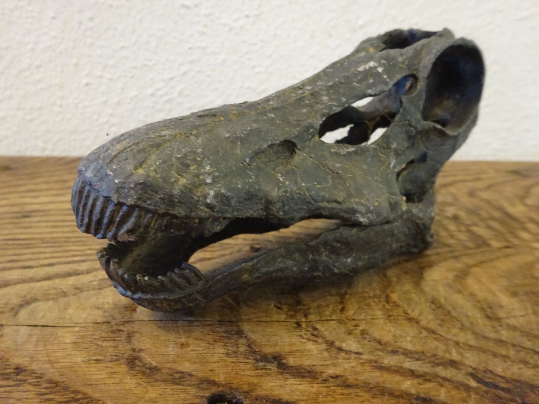 Fossili: Schädel Saurier – Usato da Esslingen venduto da eintagammeer 3