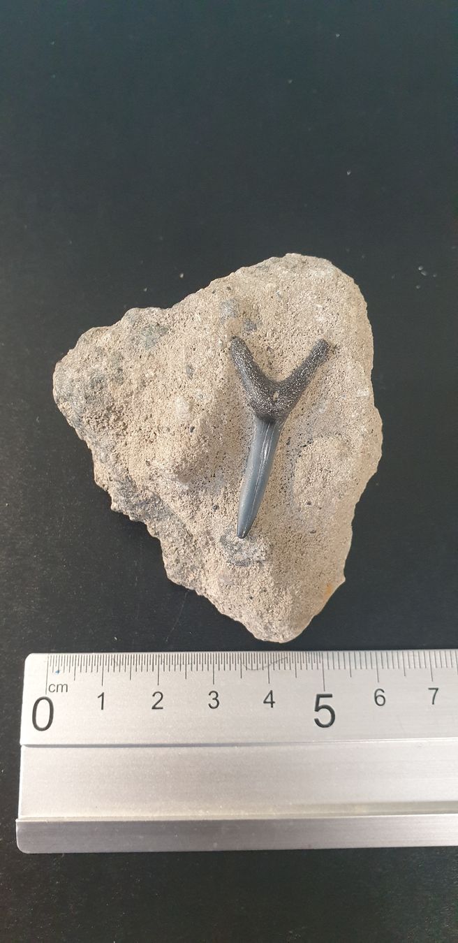 Fossili: Fossile dent de requin? – Usato da St-Sulpice VD venduto da Miwix 2