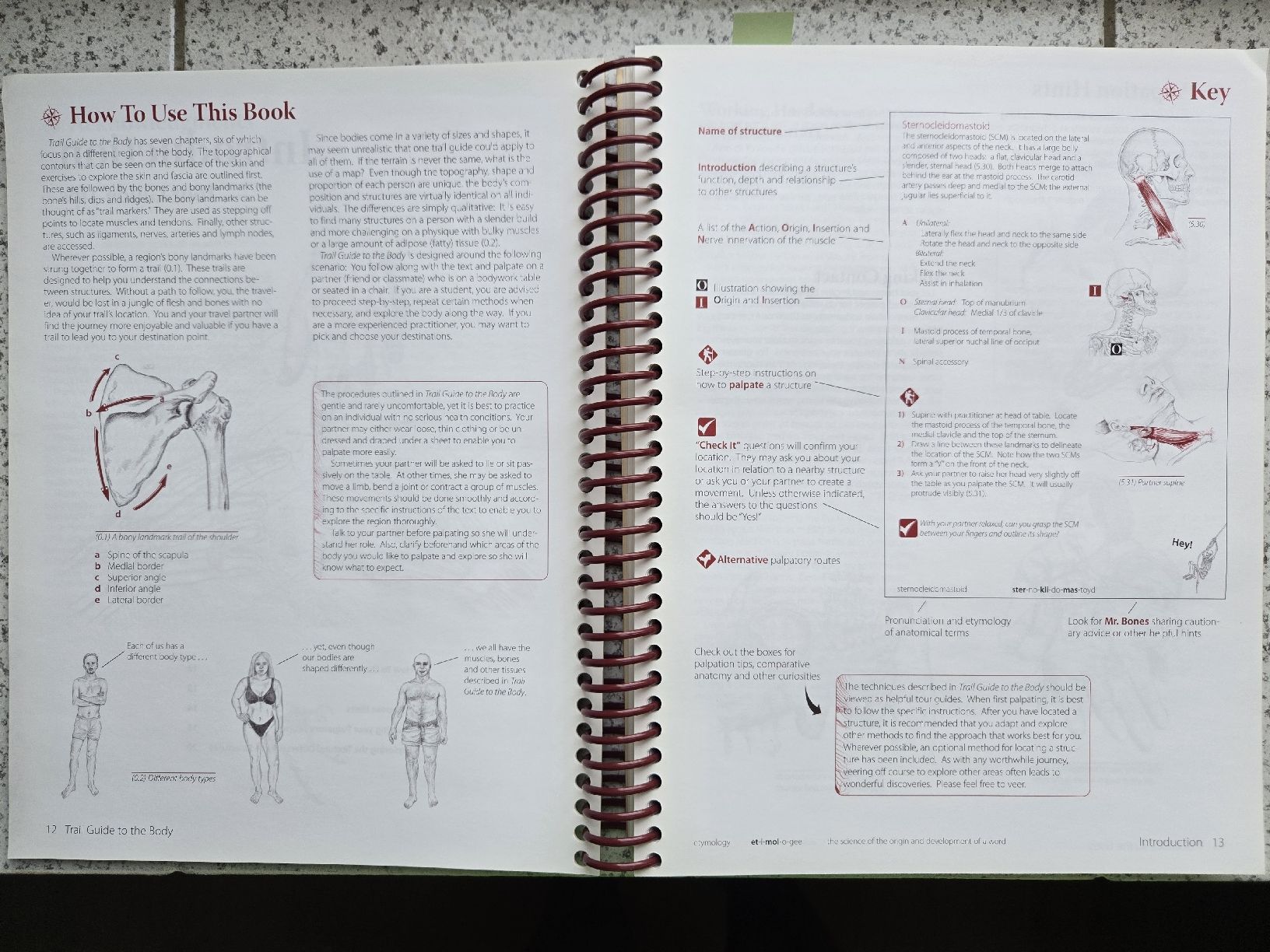 Libri: anatomy trail guide to the body – Usato da Montet (Broye) venduto da CandiceD 5