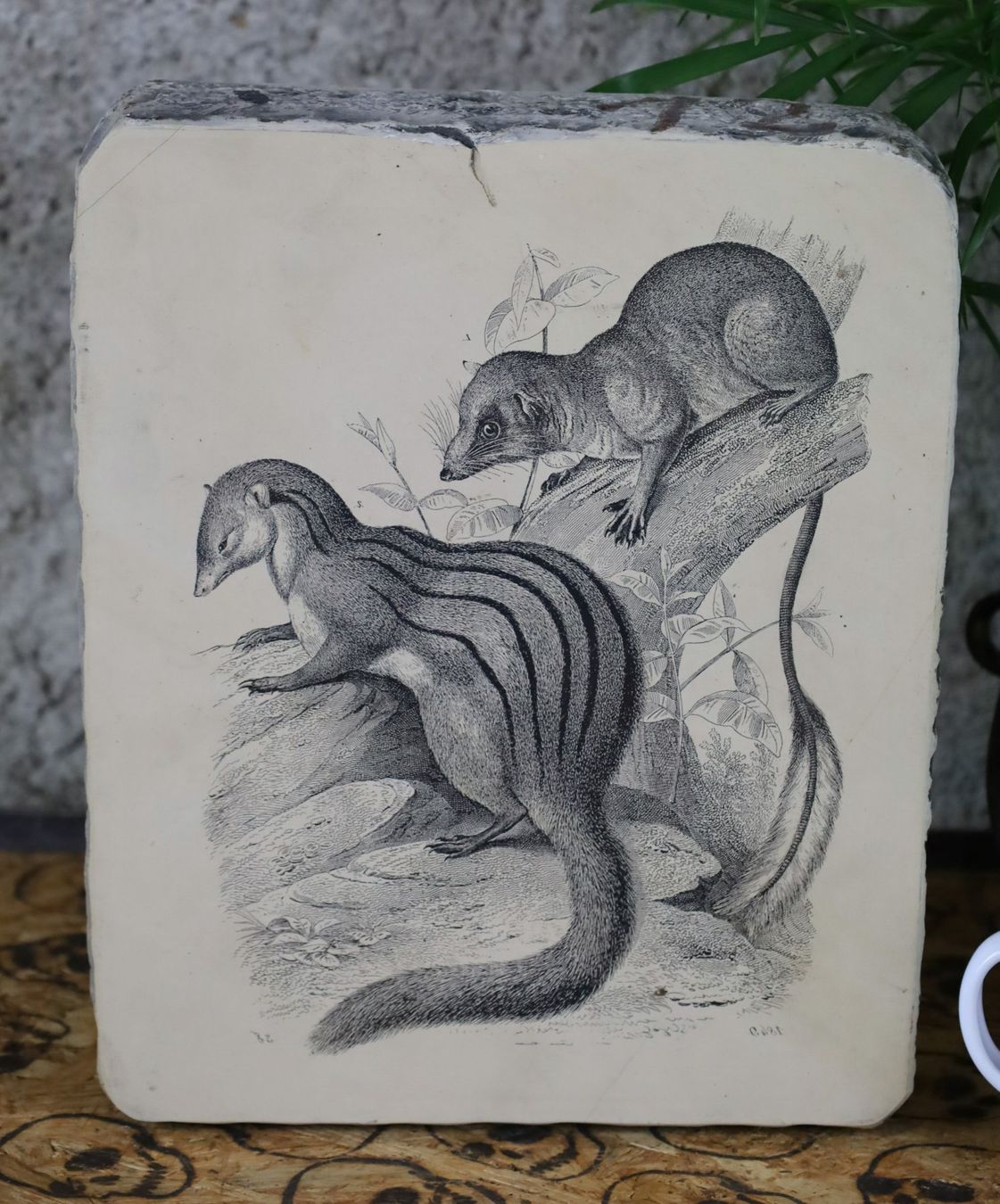 Grafica & Litografie: Lithographiestein "Gestreiftes Wiesel, Federschwanz" – Usato da Birrwil venduto da brandschatz_birrwil 5