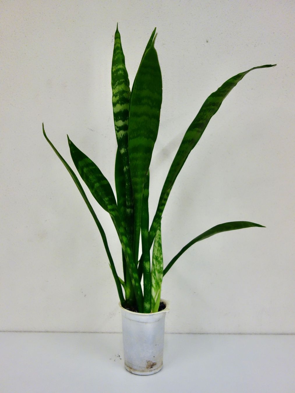 Piante & sementi: Bogenhanf Sansevieria Trifasciata – Nuovo (secondo la descrizione) da Kerzers venduto da zimmergruener 5