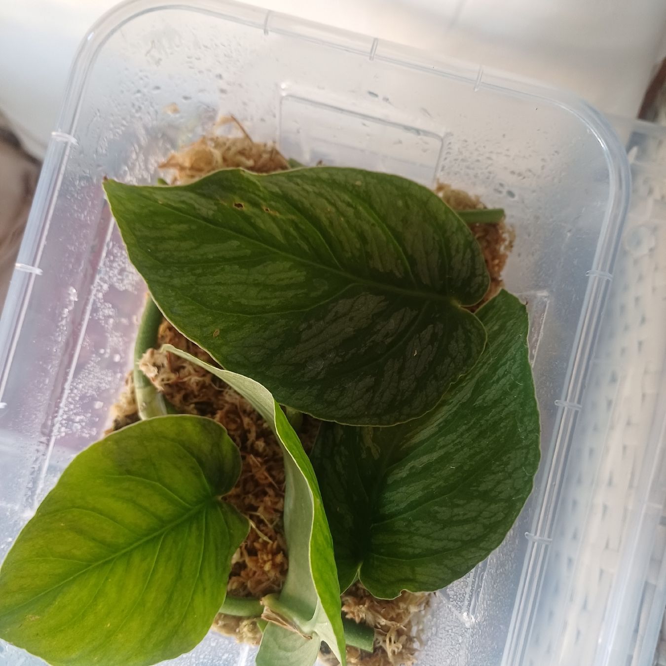 Plantes & graines: talea MONSTERA DUBIA – Neuf (Voir description) à Paradiso par ind_g2xf 3