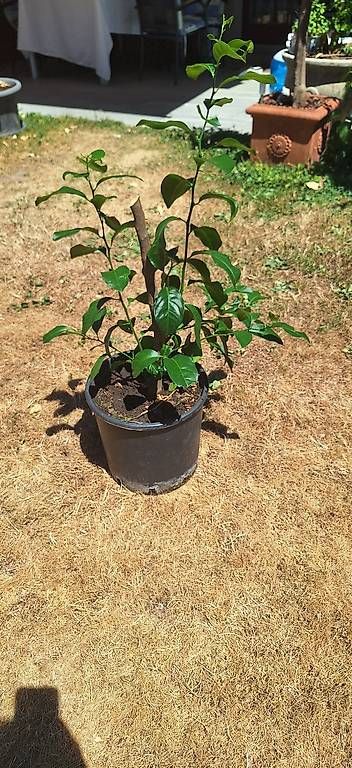 Plantes & graines: Zitronenbaum – D'occasion à Madiswil par Oleander2 1