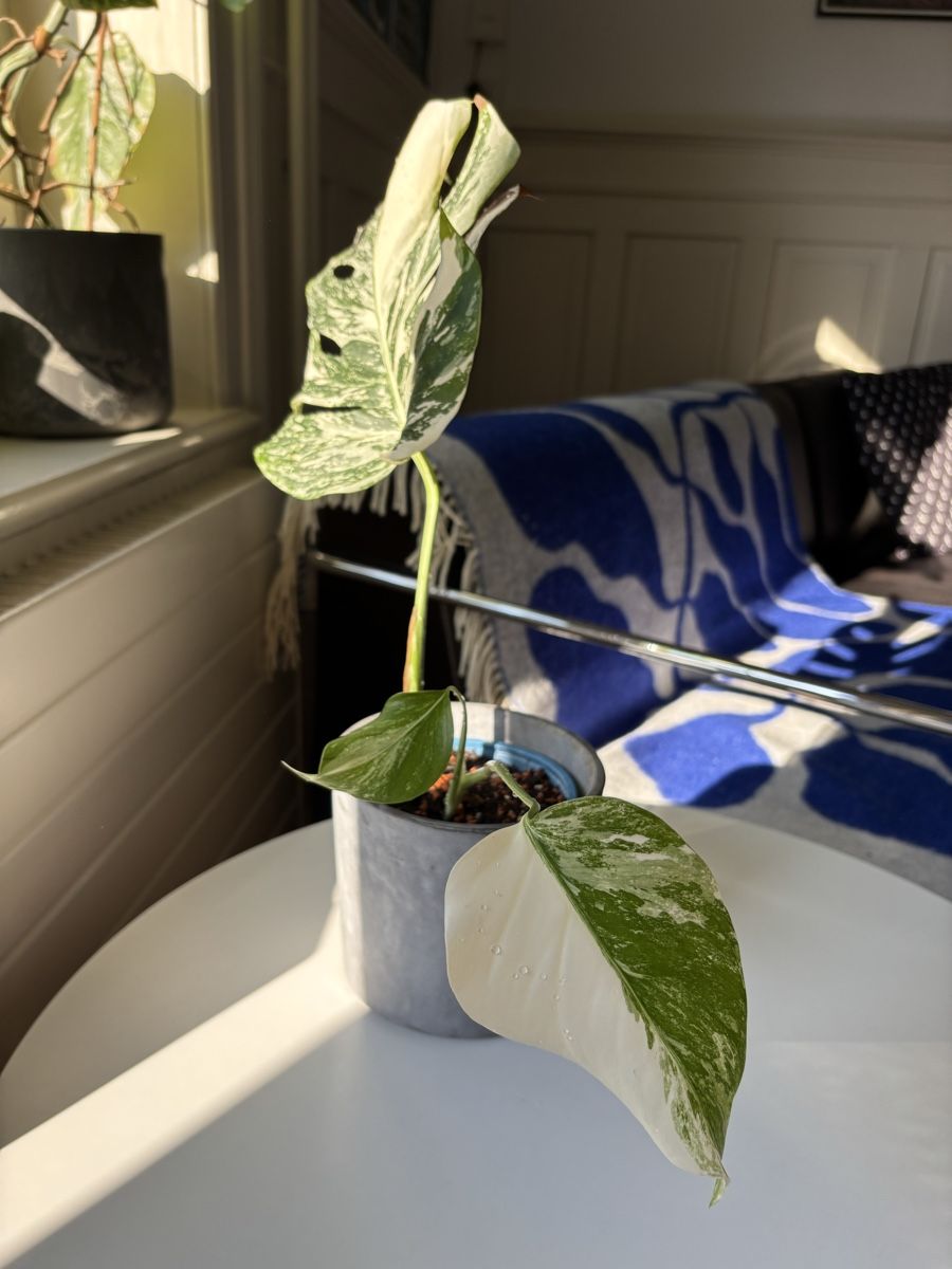 Piante & sementi: Monstera deliciosa Albo Variegata – Nuovo (secondo la descrizione) da Zürich venduto da egualpascual 1