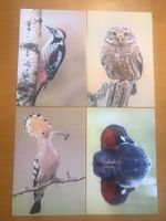 4x Grusskarten Vögel BirdLife Schweiz