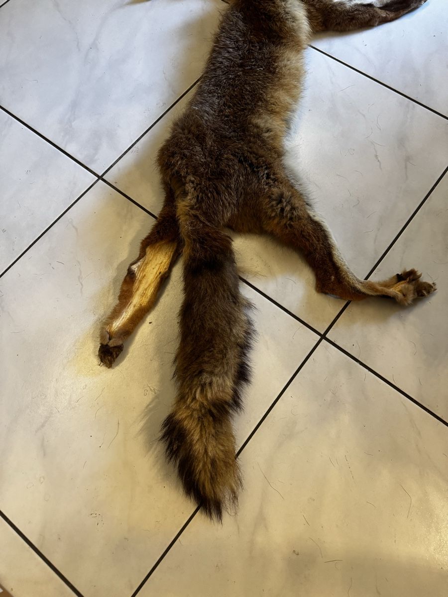 Il mondo degli animali: Fuchsfell -Fox fur pelt for sale – Usato da Olten venduto da Asaliya 1