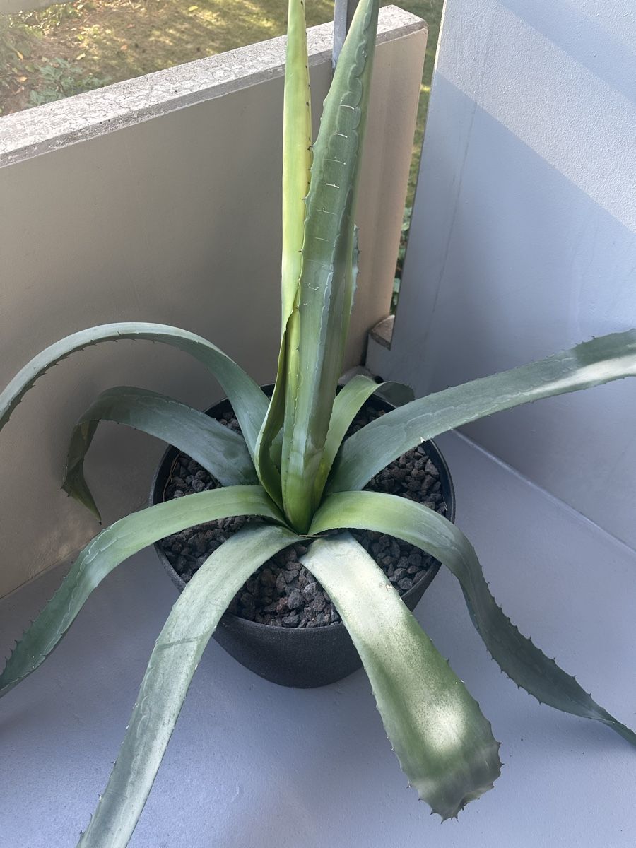 Piante & sementi: Agave groß und kräftig  – Usato da Zürich venduto da von_7vbl 2