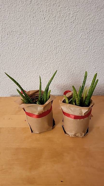 Piante & sementi: 2 x Aloe Vera Pflanze - Höhe ca. 25cm – Usato da Hedingen venduto da Seikai 1