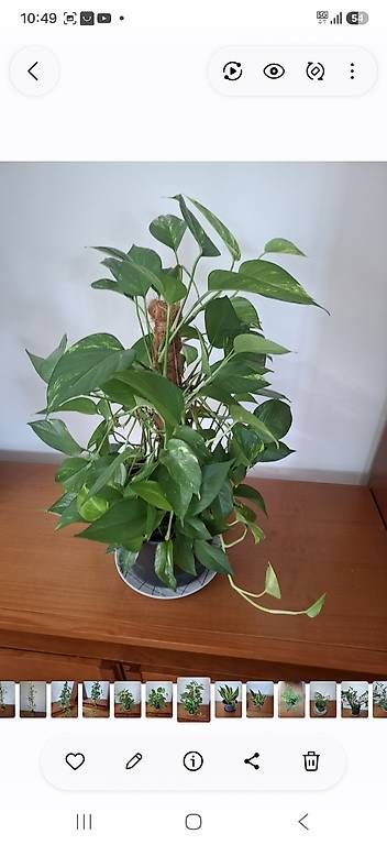 Plantes & graines: Fleur  – D'occasion à Corcelles-près-Payerne par bebenado