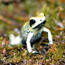 Profile image of home-vivarium
