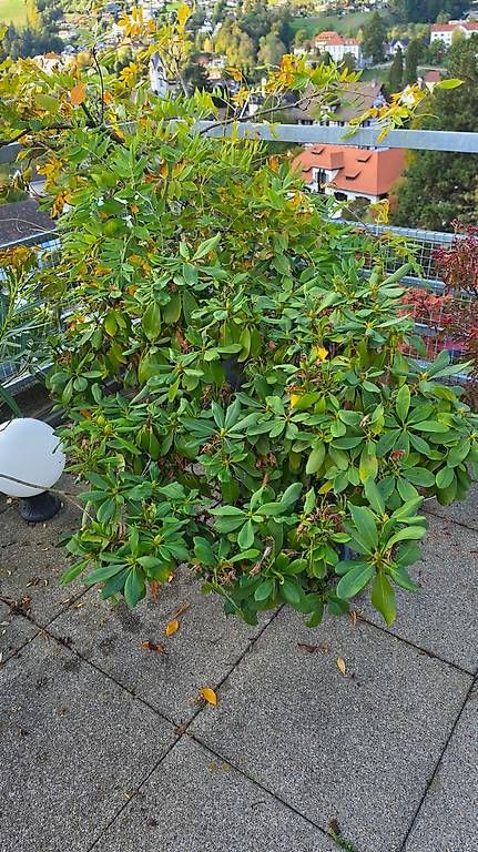 Plantes & graines: Noch mehr – D'occasion à Wald ZH par Lodenzeus 1