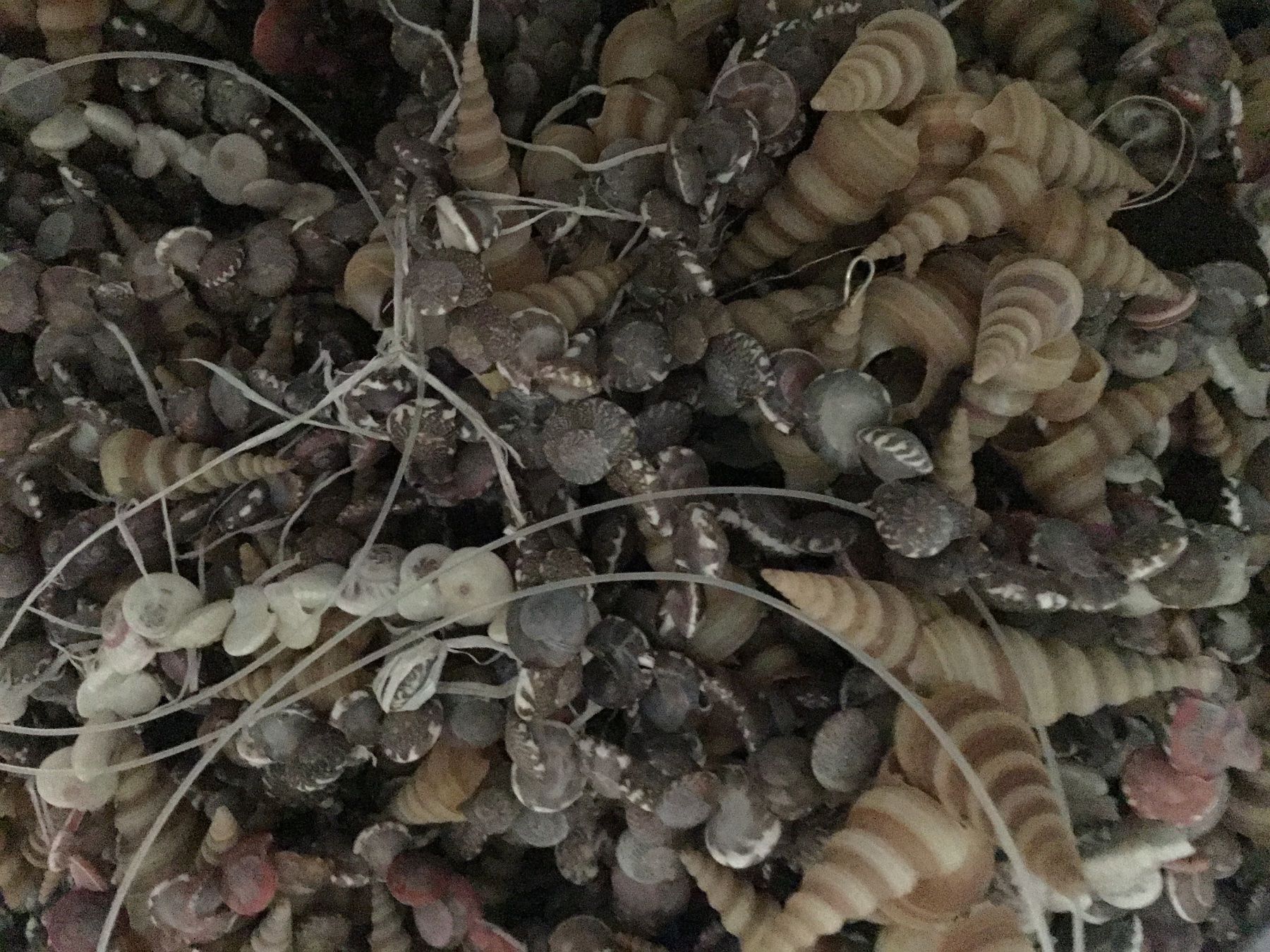 Fossili: Muscheln ca. 3 kg – Usato da Schlieren venduto da Jeajet 2