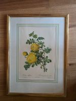 Bild Stich Litho ? Blumen Bild Rosen - Rosa sulfurea
