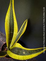 Sansevieria Trifasciata Black Gold - (fast) schwarz-gelb