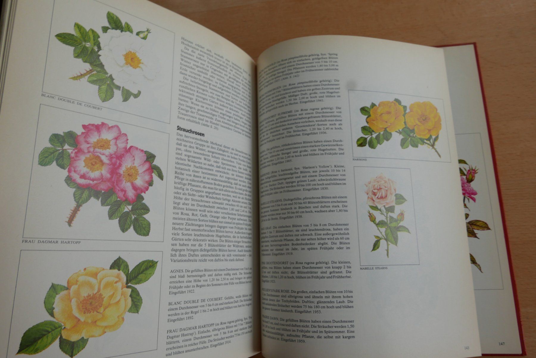 Livres: Rosen Buch – D'occasion à Rotkreuz par nigal 4