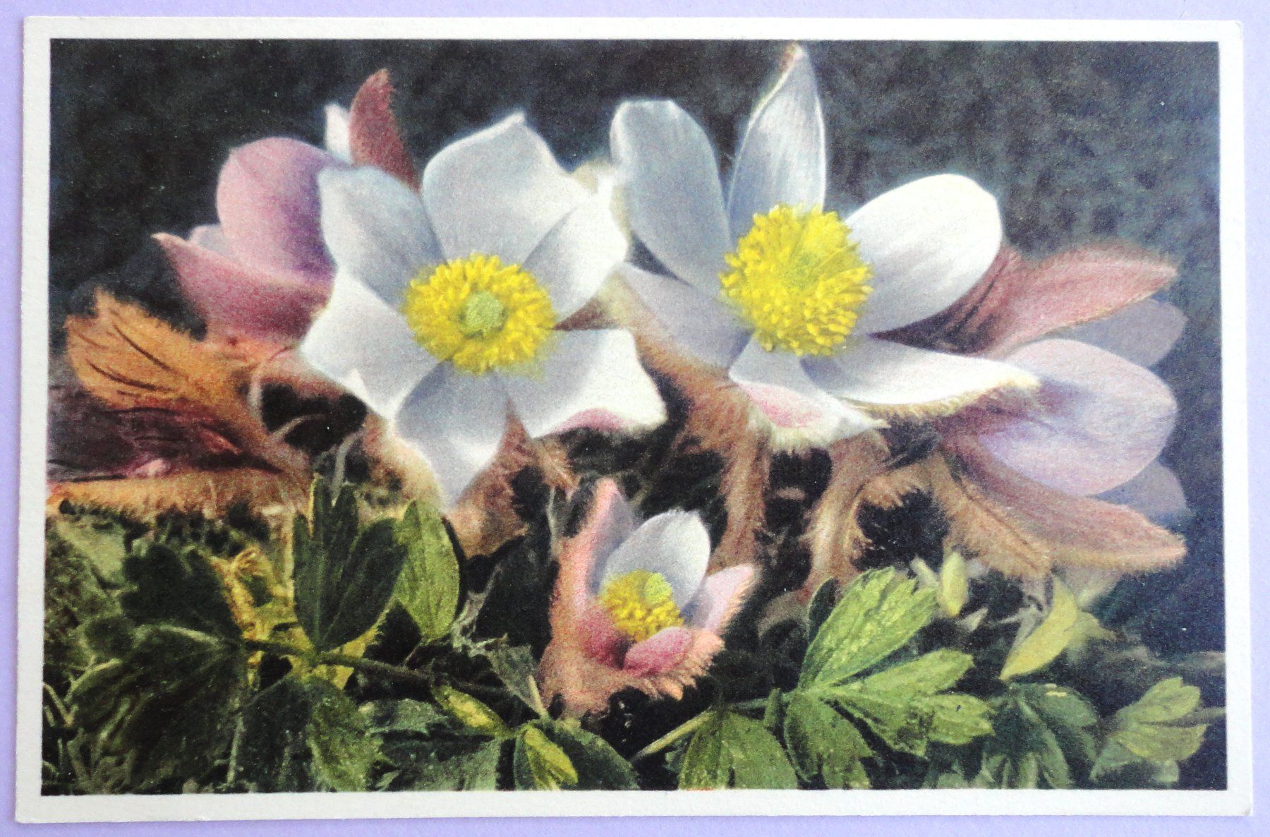 Cartes postales: Anemone des neiges – D'occasion à Fétigny par Billy2miny