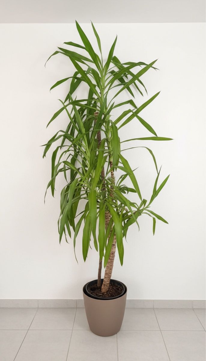 Plantes & graines: Zimmer Planzen – D'occasion à Füllinsdorf par ismaila01 1