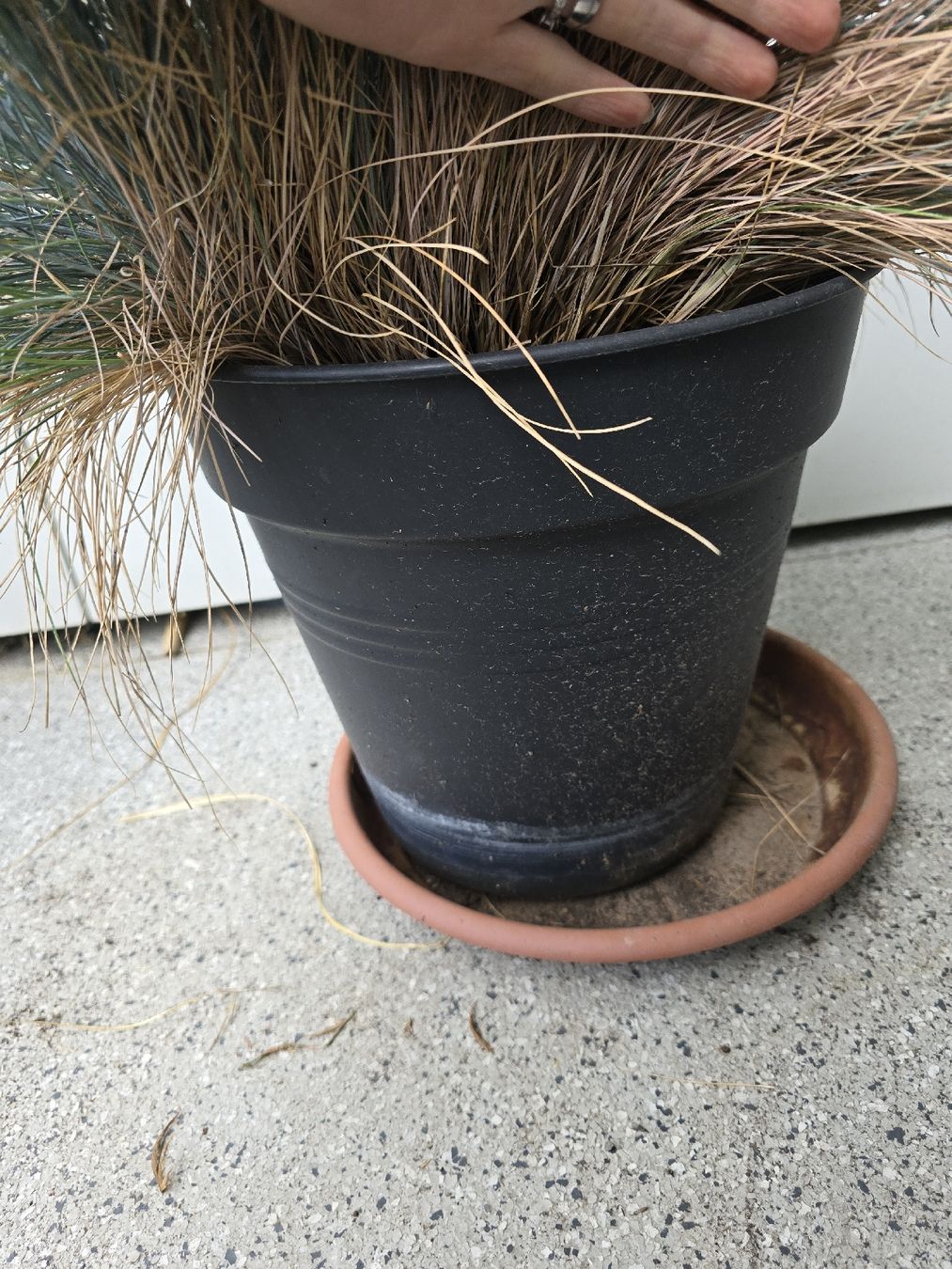 Piante & sementi: Grosser Blauschwingel im Elho Topf – Usato da Rickenbach b. Wil venduto da Kth_v8 4