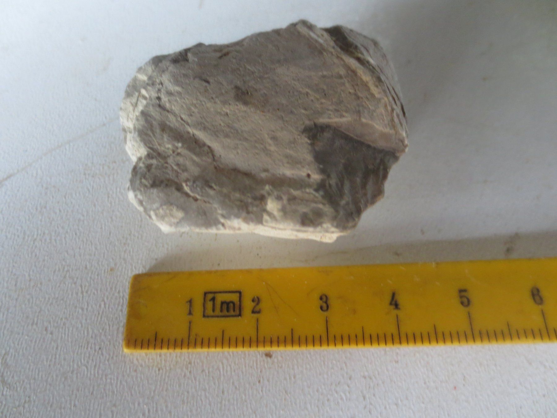 Fossili: Versteinerungen schpeziel – Usato da Weier im Emmental venduto da waefler03 3