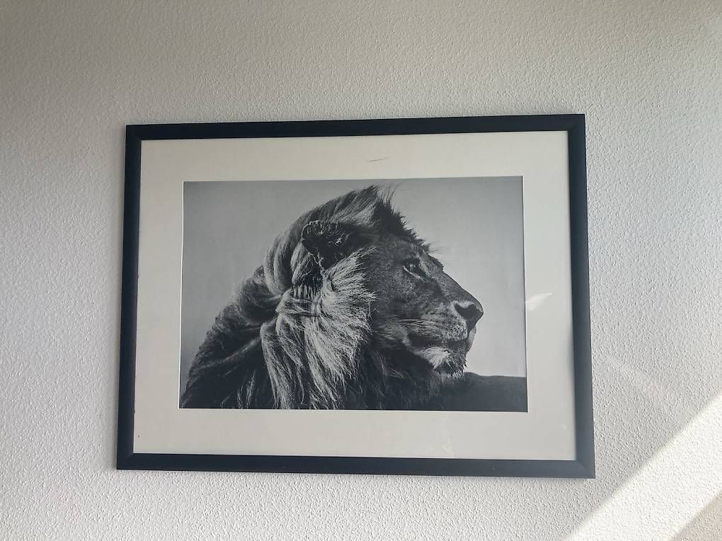 Foto & Immagini: Löwenbild in schwarzem Rahmen  – Usato da Kreuzlingen venduto da kar_kx57