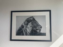 Löwenbild in schwarzem Rahmen 