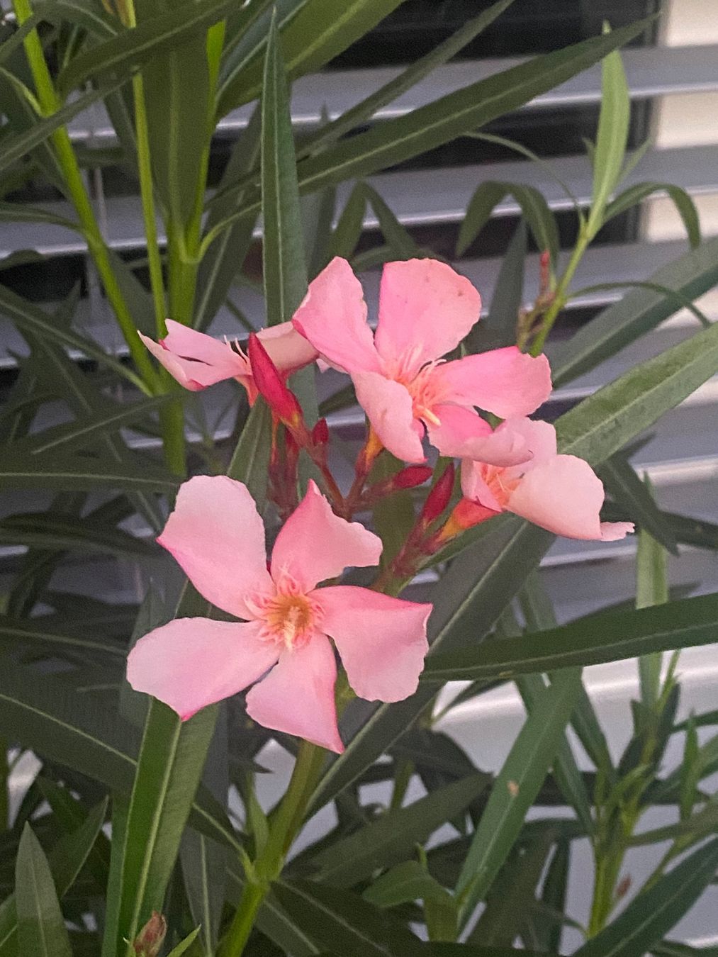 Pflanzen & Samen: Oleander hellrosa/lachs,  Höhe 135 cm – Neu (gemäss Beschreibung) aus Alchenflüh von smart- 1
