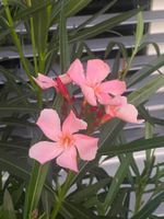 Oleander hellrosa/lachs,  Höhe 135 cm