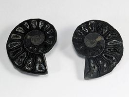 Schwarzes Ammonit Fossilien Paar 30mm